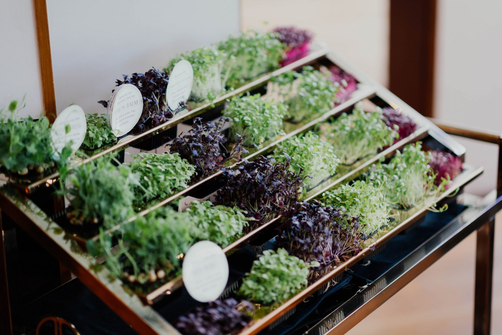 Que tal uma horta no seu apartamento? – Como montar e quais plantas cultivar